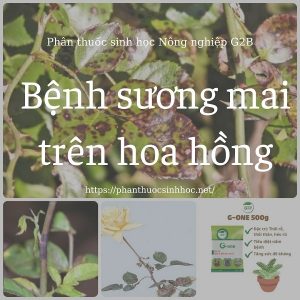 benh-suong-mai-tren-hoa-hong