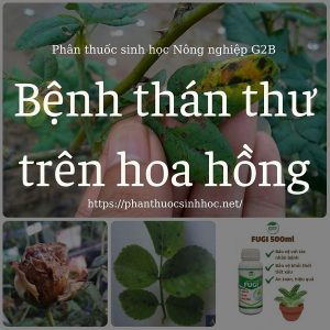 benh-than-thu-tren-hoa-hong